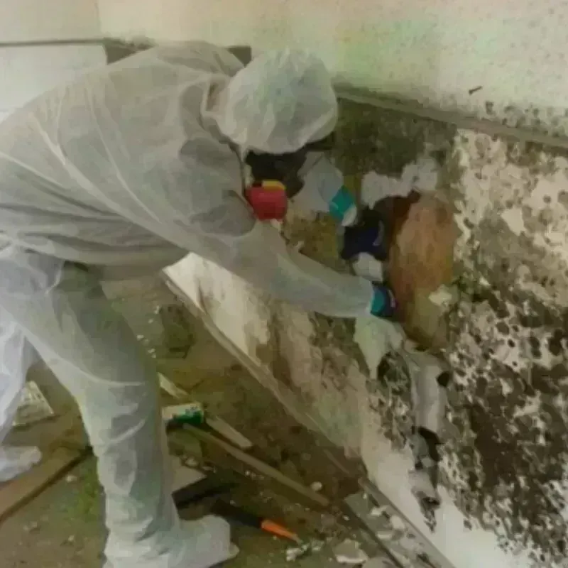 Mold Remediation and Removal in Creedmoor, NC